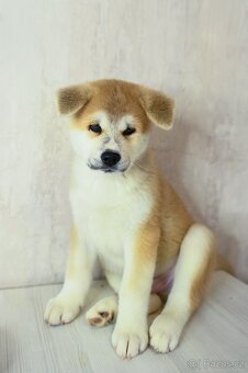 Štěňata Akita Inu - 12