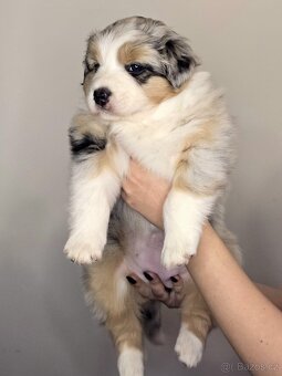 Australští ovčáci – dostupné štěňata s PP - 12