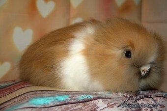 Zakrslí králíčci Teddy s VP (Vánoční miminka)-doprava po ČR - 12