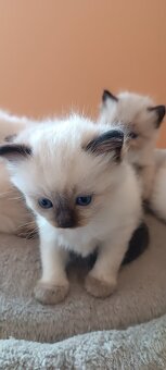 Ragdoll kotatka - 12