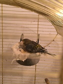 Kanarci,žebříčky,Chůvičky. - 12