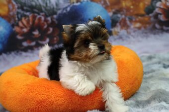 Biewer terriér jorkšírský - 12