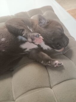 Na prodej amstaff štěňata - 12