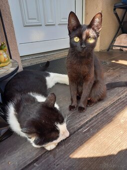 Darujeme kočičky do dobrých rukou - 12