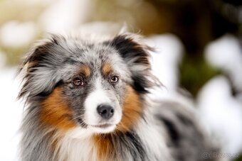 Miniaturní americký ovčák - 12