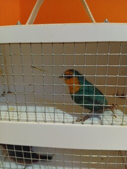 Amada papouščí červenohlavá, drobot - 12