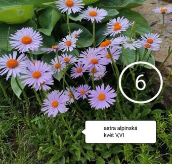 Skalničky - trvalky - 12