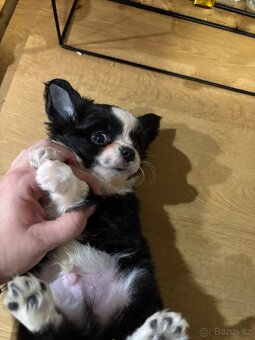 Chlapečkové čivava s PP FCI - 12