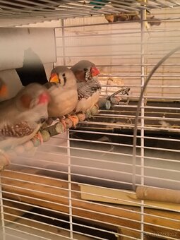 Prodám zebry chůvy,kanáři. - 12