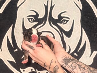 American Bully XL Tricolor - 12