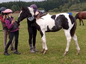 Luxusní PAINT Horse plemeník, DOUBLE HOMOZYGOT - 12