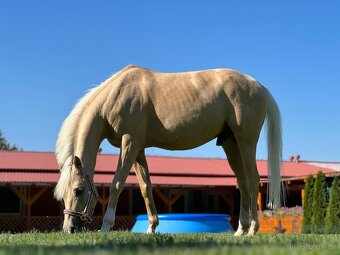 Pony B, valach  13let – drezura, parkur, ZZVJ, výstavy/ - 12