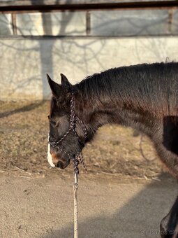 Lusitano klisna nar. 5/2024 - 12