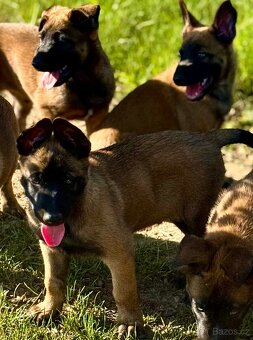 BELGICKÝ OVČÁK MALINOIS - 12