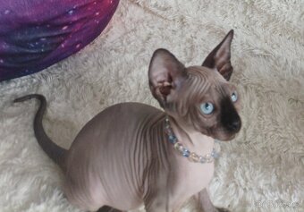 Kanadský Sphynx - 12