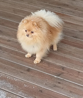 Pes pomeranian x trpasličí špic - 12