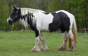 MILIONOVA kobylka irskeho coba (Irsky cob) - 12