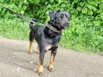 BENÍK K ADOPCI - přátelský, akční, umazlený - 12