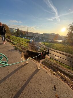 Štěně. Husky s PP 7měsíců 🥲 - 12