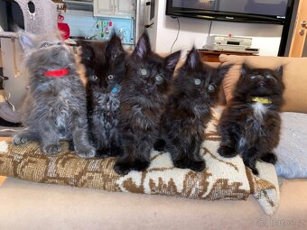 Poslední mainská holčička - blue smoked - JIŽ K ODBĚRU - 12