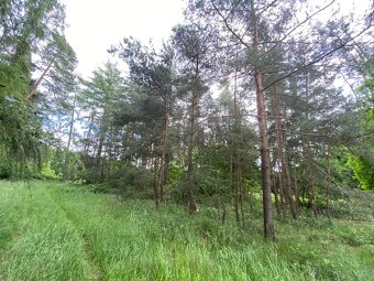 Lesní pozemek Lštění nad Zubřinou - 12
