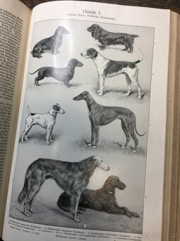 Mayers lexikon 11 000 obrázků  - 12
