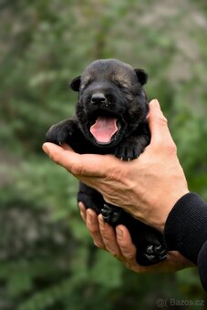 Německý ovčák s PP - 12