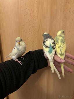 Prodám mladé andulky po vylétnutí z budky - 12
