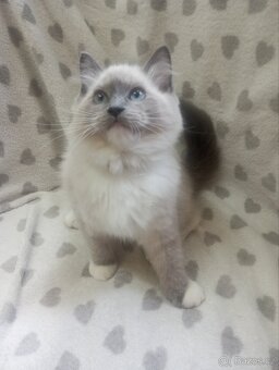 🐾 Čistokrevná Ragdoll koťátka s PP – ihned k odběru 🐾 - 12