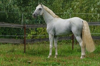 Perspektivní Lusitano klisna - 12