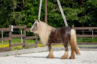 Roční valach irský cob - silver dapple - 12