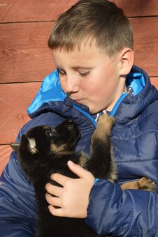 Německý ovčák-štěňata - 12