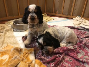 Anglicky kokršpaněl - 12