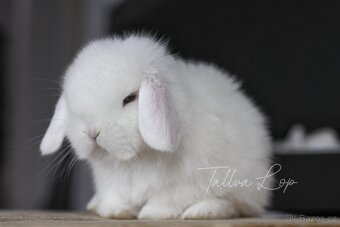 Minilop Králičci - TALLVALOP - 12