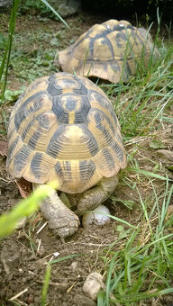 želva zelenavá a vroubená odrostlá mláďata - 12