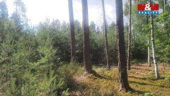 Prodej lesa, 108447 m², Březovice - 12