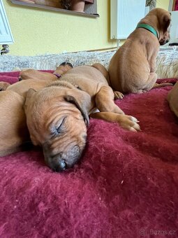Rhodéský Ridgeback- štěňata s PP, odběr koncem listopadu - 12