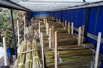 Japonský topol - sadba - 12