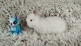 Zakrslý beránek, králíček, králík - HERBERT A HEIDY - 12