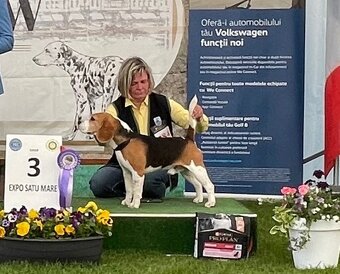 Bigel, bigl, beagle s PP /FCI/ - 12