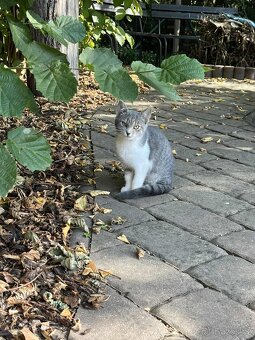 Daruji kocourka a kočičku dorostence - 12