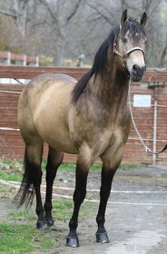 Připouštění - plemenný hřebec AQH buckskin SM MITO COMMANDER - 12