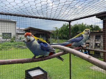 Rosela žlutohlavá 🦜 - 12