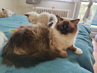 Ragdoll - 12