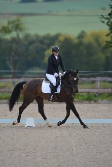 Ustájení koní - 12