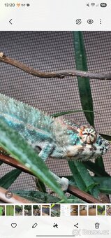 Chameleon pardálí - 12