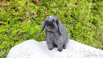 Zakrslý beránek, králíček, králík - ELLA - 12