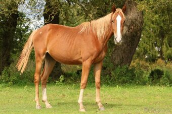 2,5 letí atraktivní a hodní valáškové - 12