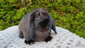 Zakrslý beránek, králíček, králík - PEGAS - 12
