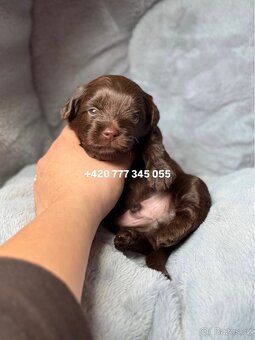 Maltipoo F1 Chocolate ‼️ 900€ / Graff - 12